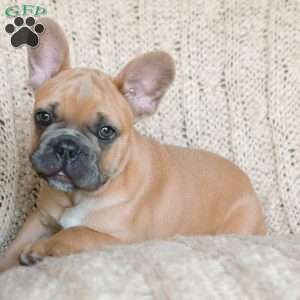 Parker, French Bulldog Puppy